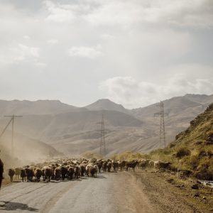 A shepherd escorts his cattle down a highway connecting Kyrgyzstan and China in the same area known as the historic Silk Road trading route.