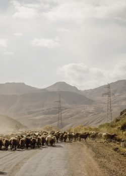 A shepherd escorts his cattle down a highway connecting Kyrgyzstan and China in the same area known as the historic Silk Road trading route.