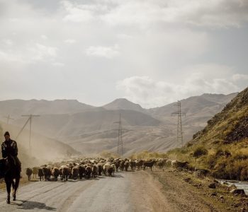 A shepherd escorts his cattle down a highway connecting Kyrgyzstan and China in the same area known as the historic Silk Road trading route.